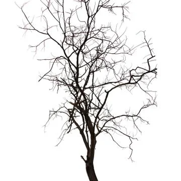 Tree on a white background in high definition Stock Photos