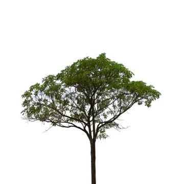 Tree on a white background in high definition Stock-Fotos
