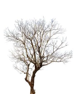 Tree on a white background in high definition 스톡 사진