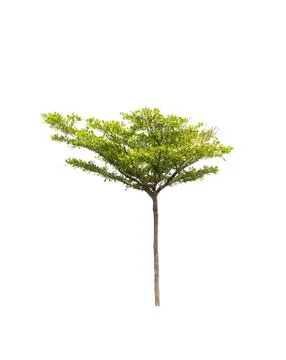 Tree on white background. Isolated Stock Photos