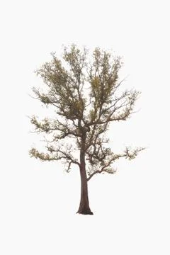 Tree on a white background look natural and beautiful. Stock Photos