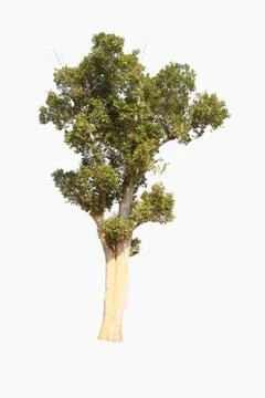 Tree on a white background look natural and beautiful. 스톡 사진
