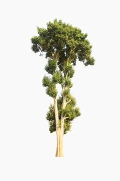 Tree on a white background look natural and beautiful. Stock Photos
