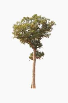 Tree on a white background look natural and beautiful. Stock-Fotos