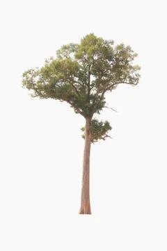 Tree on a white background look natural and beautiful. Stock Photos
