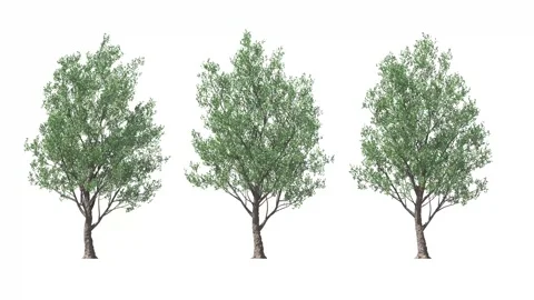 Tree on a white background with matte alpha Stock Footage 169003228