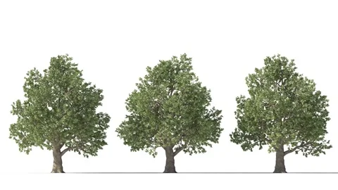 Tree on a white background with matte alpha Stockbeeldmateriaal 170172987