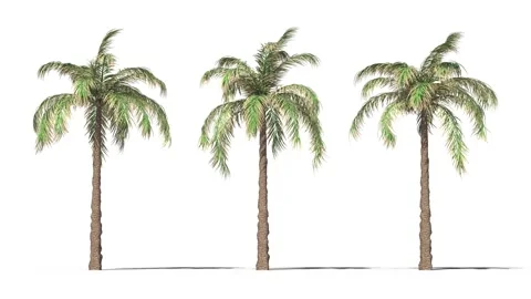 Tree on a white background with matte alpha Vidéo 170278538