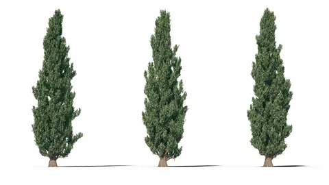 Tree on a white background with matte alpha Stock Footage 170872234