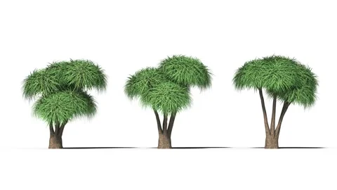 Tree on a white background with matte alpha Stock Footage 171051255