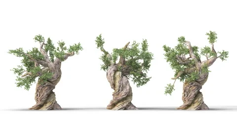 Tree on a white background with matte alpha Vidéo 171327056