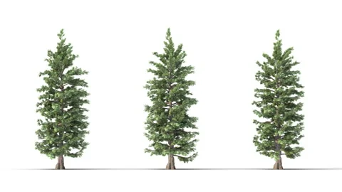 Tree on a white background with matte alpha Stock Footage 171327229