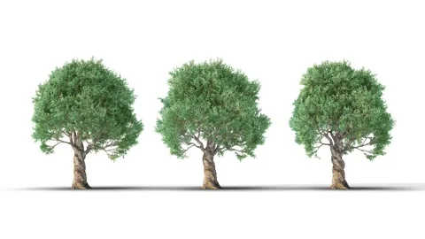 Tree on a white background with matte alpha Stock Footage 171691187