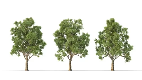 Tree on a white background with matte alpha Stockbeeldmateriaal 171691192