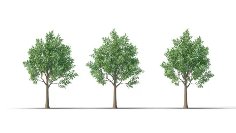 Tree on a white background with matte alpha Vidéo 171691194