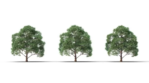 Tree on a white background with matte alpha Stock Footage 171907736