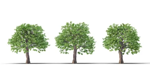 Tree on a white background with matte alpha Stock Footage 172085726