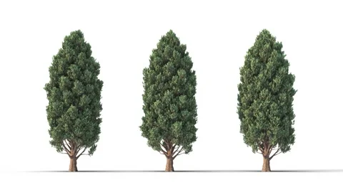 Tree on a white background with matte alpha Vidéo 172562248