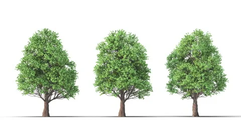 Tree on a white background with matte alpha Stock Footage 176190669