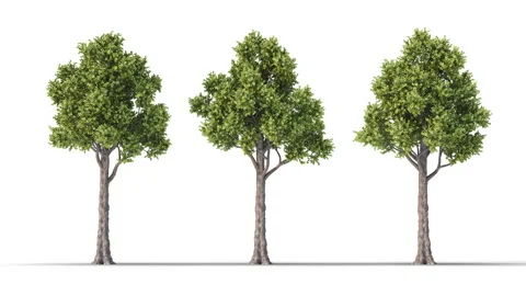 Tree on a white background with matte alpha Stock Footage 178973694