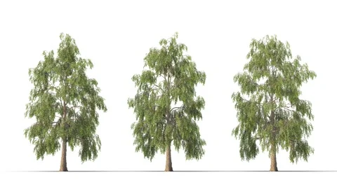 Tree on a white background with matte alpha Stockbeeldmateriaal 178984981