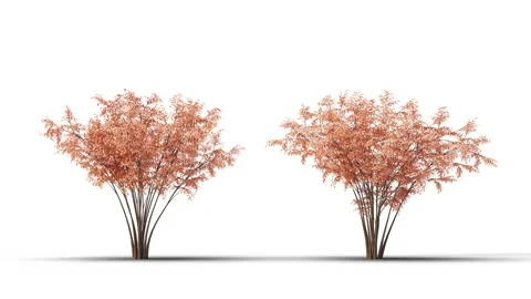 Tree on a white background with matte alpha Stockbeeldmateriaal 178988111