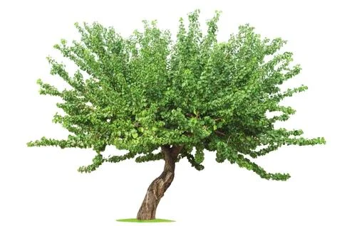 Tree on white background Fotos Stock