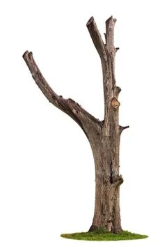 Tree on white background Stock Photos