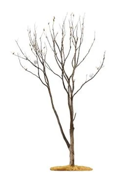 Tree on white background Fotos de archivo