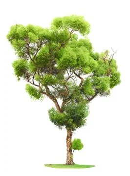 Tree on white background Stock Photos