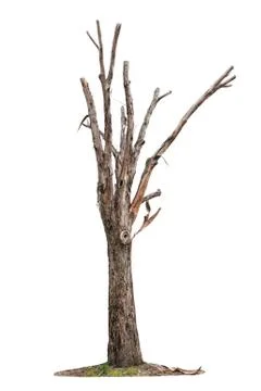 Tree on white background Фото