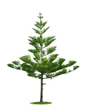 Tree on white background Fotos de archivo