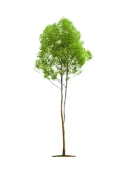 Tree on white background Photos