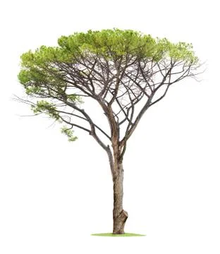 Tree on white background Fotos Stock