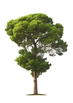 Tree on white background Stock Photos