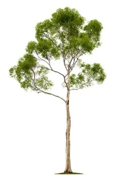 Tree on white background Stock Photos