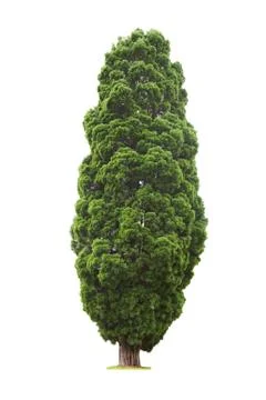 Tree on white background Stockfoto's