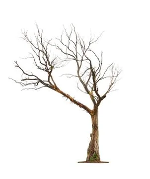 Tree on white background Stock Photos