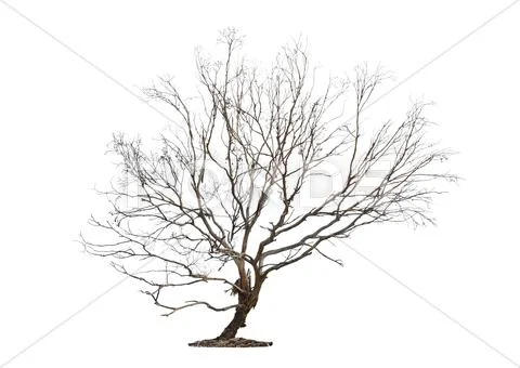 Tree on white background Stock Photos