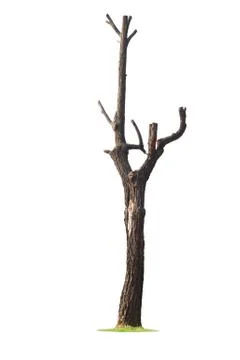 Tree on white background Stock Photos