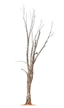 Tree on white background Stock Photos