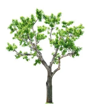 Tree on white background Photos