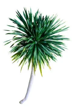 The tree on white background Stock Photos