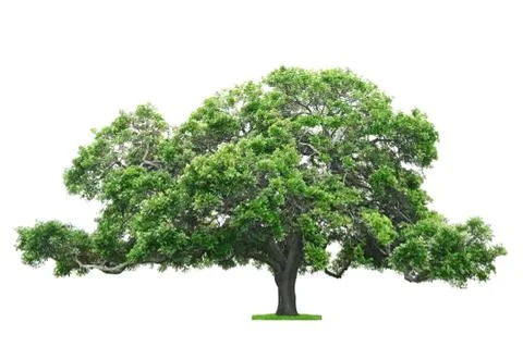 Tree on white background 写真素材