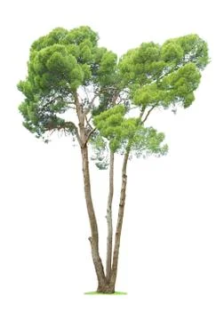 Tree on white background Fotos Stock