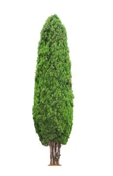 Tree on white background Stock Photos