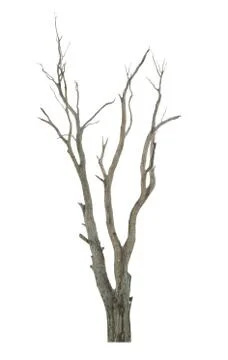 Tree on white background Fotos Stock