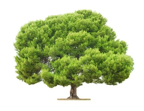 Tree on white background Photos