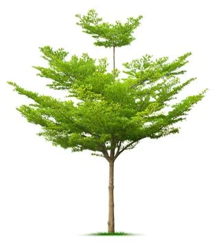 Tree on white background Foto stock