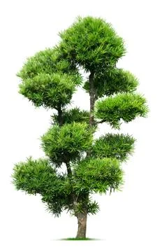 Tree on white background Stock Photos